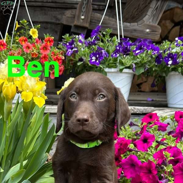 Ben, Chocolate Labrador Retriever Puppy